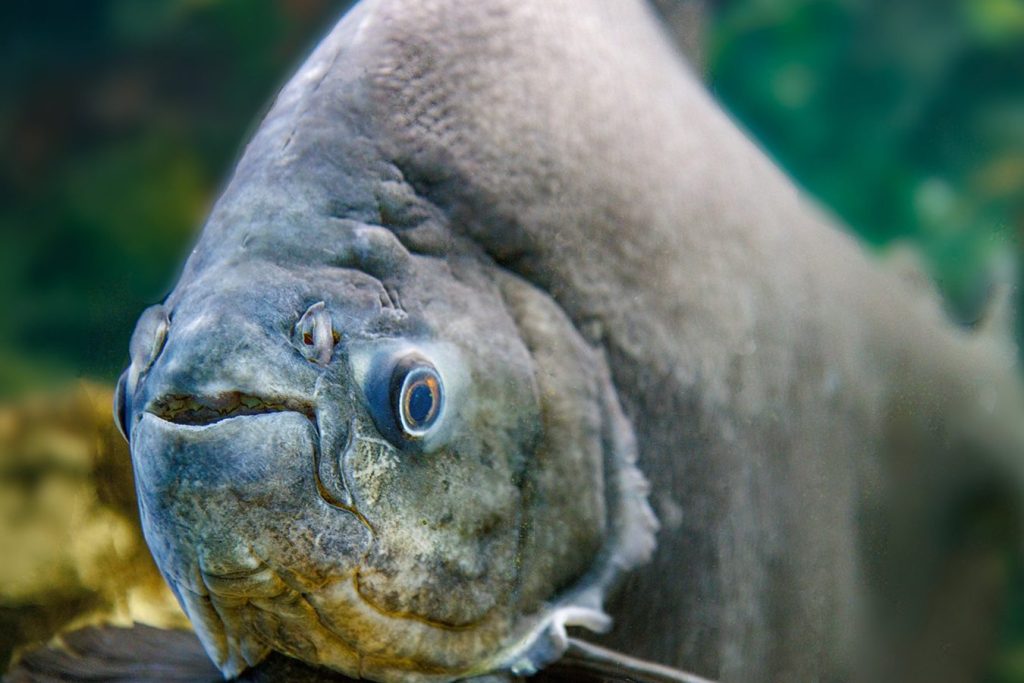 akvariumu salonas vsi