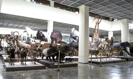 Kauno T. Ivanausko zoologijos muziejus