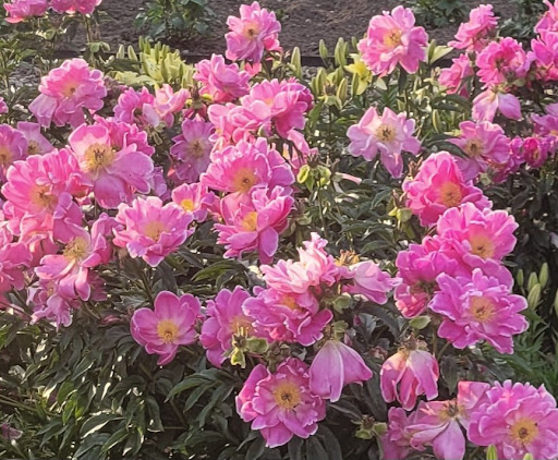 Šiaulių rajono savivaldybės kultūros centras, Literatūros muziejus