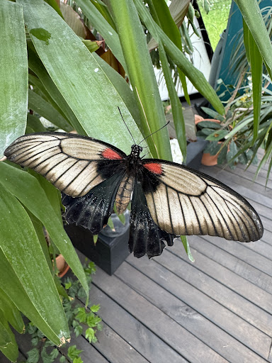 Papilio Mirabilis - Tropinių drugelių paroda