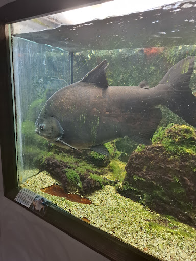 Akvariumų salonas, VŠĮ