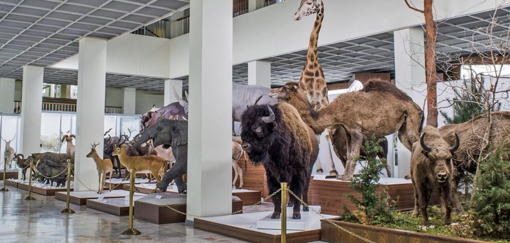 kauno t ivanausko zoologijos muziejus